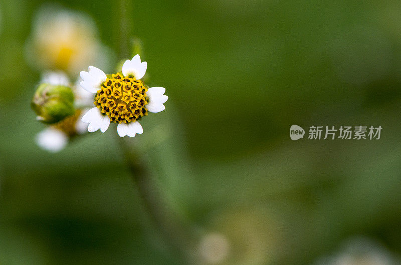 小西尔维斯特花 (Sida sp.)